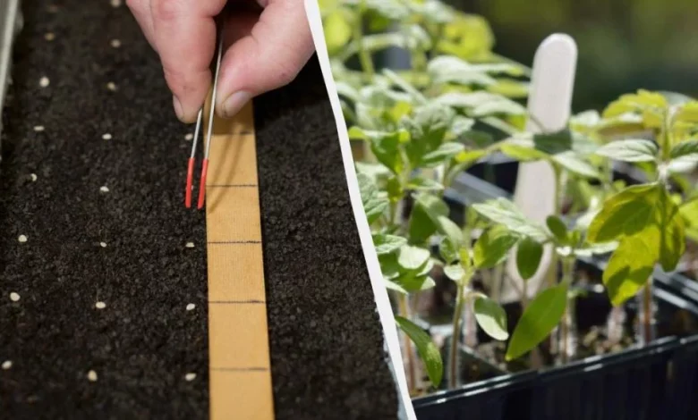 1000 545 1709145265 4742