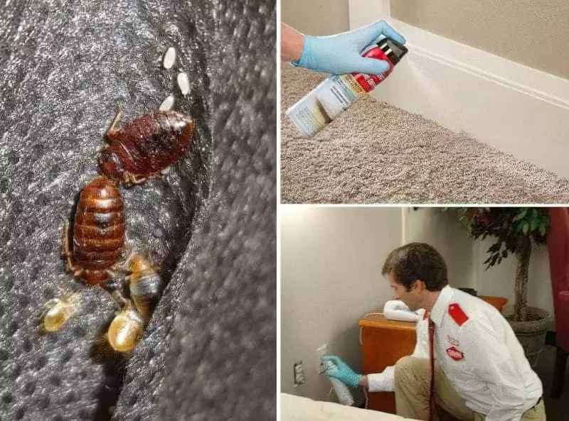 Yak Vyvesty Klopiv Raz I Nazavzhdy 3