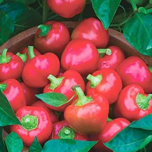 92396634165432 Jpeg 1 500x500 1