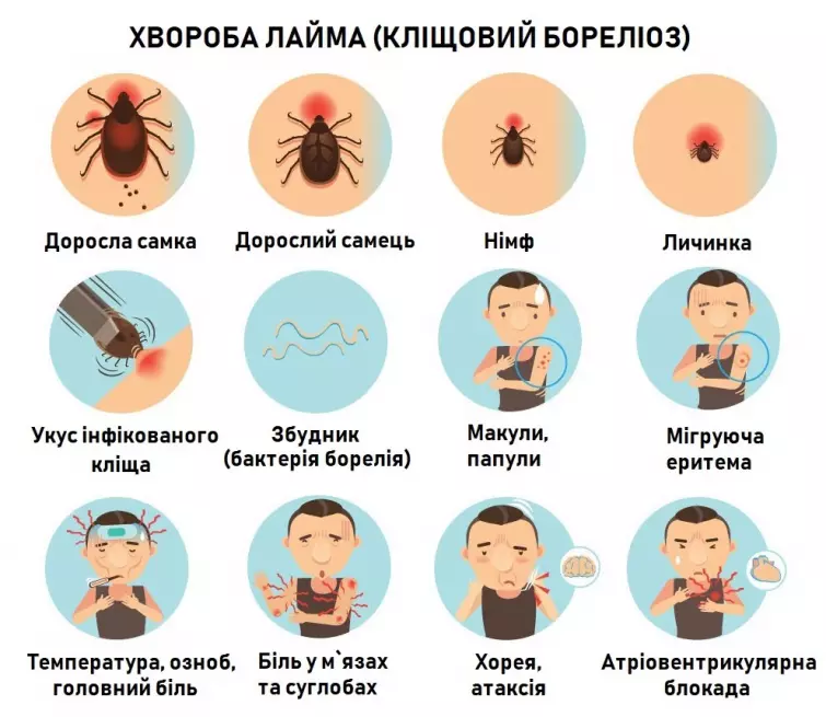 E67978a Bolezn Lajma2