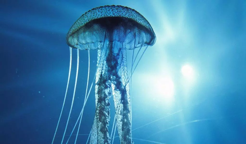 Rozrobka Uroku Na Tiemu Sieriedvishcha Isnuvannia Zhivikh Orghanizmiv 4