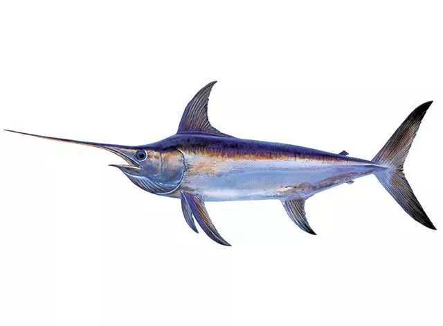 Swordfish Species 01