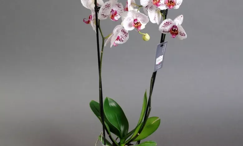 Vydy Orhidej Falenopsys