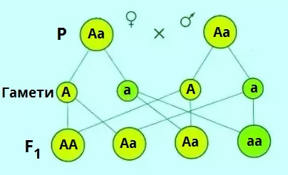 Geterozygotneshreshhuvannyajpg