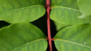 Steblo Ce Scho Take Steblo Roslini Budova Funkcyi 631