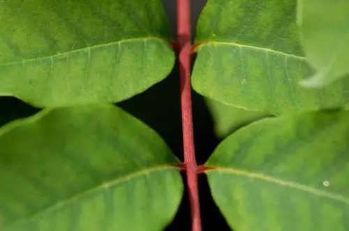 Steblo Ce Scho Take Steblo Roslini Budova Funkcyi 631